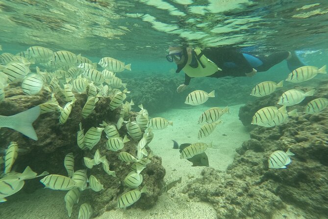 Hanauma Bay Guided Snorkeling Tour with Transportation - Waikiki and Kahala pickup: convenient, but not everywhere