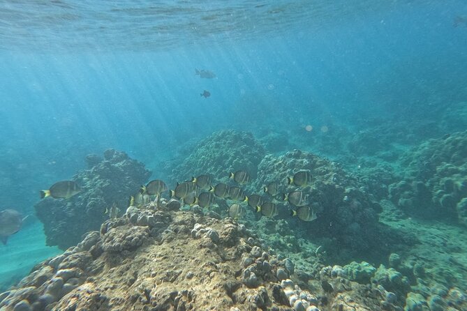 Hanauma Bay Guided Snorkeling Tour with Transportation - Gear, safety comforts, and photo perks that matter later