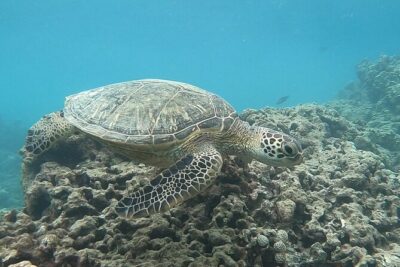 Hanauma Bay Guided Snorkeling Tour with Transportation - Your guided snorkeling route at Hanauma Bay Nature Preserve