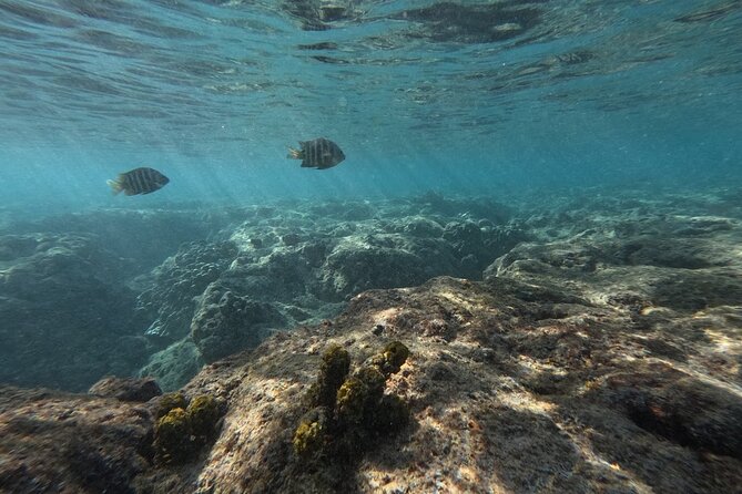 Hanauma Bay Guided Snorkeling Tour with Transportation - Cost and value: $115 plus what you’ll likely add