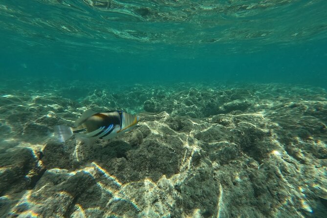 Hanauma Bay Guided Snorkeling Tour with Transportation - Who this tour fits best (and who should skip it)