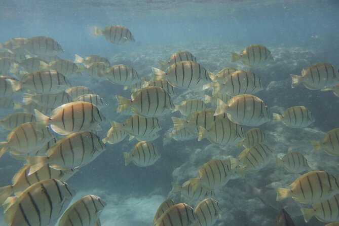 Hanauma Bay Guided Snorkeling Tour with Transportation - Should you book: a practical decision guide