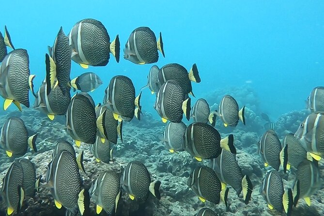 Hanauma Bay Guided Snorkeling Tour with Transportation - FAQ