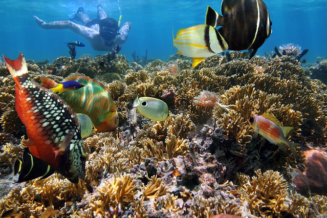 Hanauma Bay Snorkeling - Coral, crowds, and safety: what you should watch for