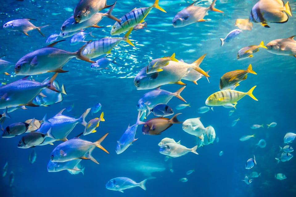 Honolulu: Glass Bottom Boat Tour along Oahu's South Shore - Kewalo Basin to Lē’ahi: the on-the-water scenery you’ll actually remember