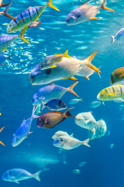 Honolulu: Glass Bottom Boat Tour along Oahu's South Shore - Live reefs and a real shipwreck: what the glass-bottom part is for