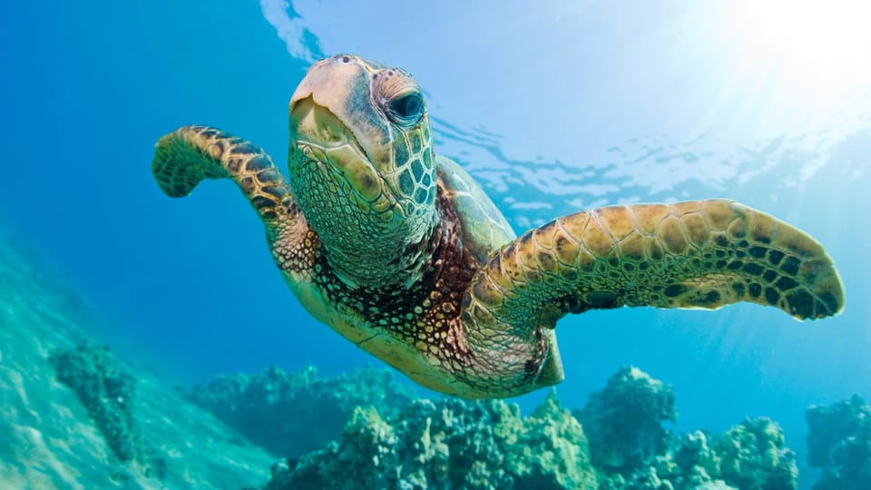 Honolulu: Glass Bottom Boat Tour along Oahu's South Shore - The cruise vibe: dry, comfortable, and photo-friendly from both angles