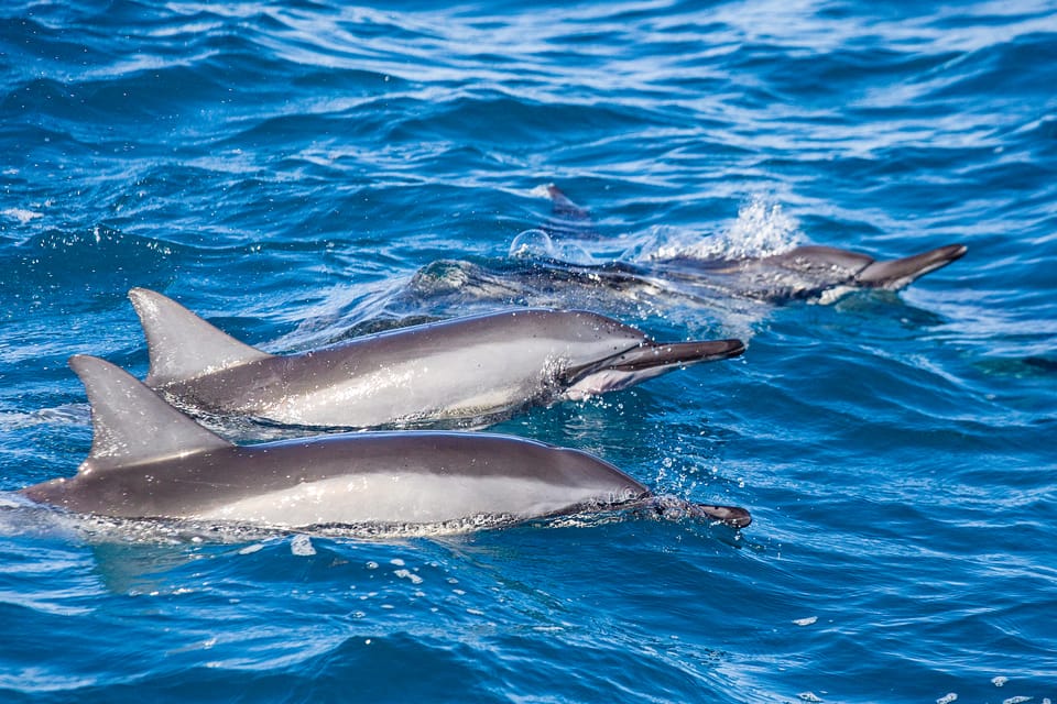 Honolulu: Glass Bottom Boat Tour along Oahu's South Shore - Where this tour delivers best (and where it might not)