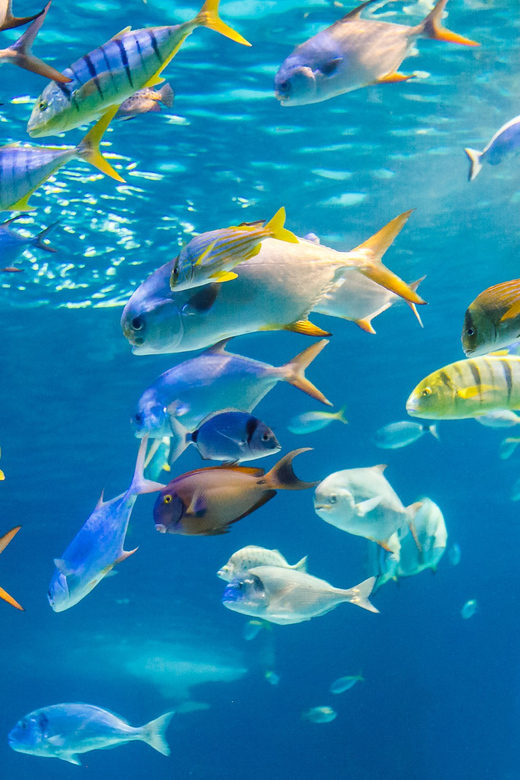 Honolulu: Glass Bottom Boat Tour along Oahu's South Shore - Live reefs and a real shipwreck: what the glass-bottom part is for