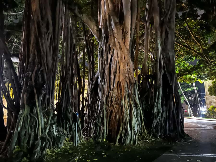Honolulu Haunts: Ghosts and Spirits Walking Tour - Family-Friendly Spooky (But Bring the Right Mindset)
