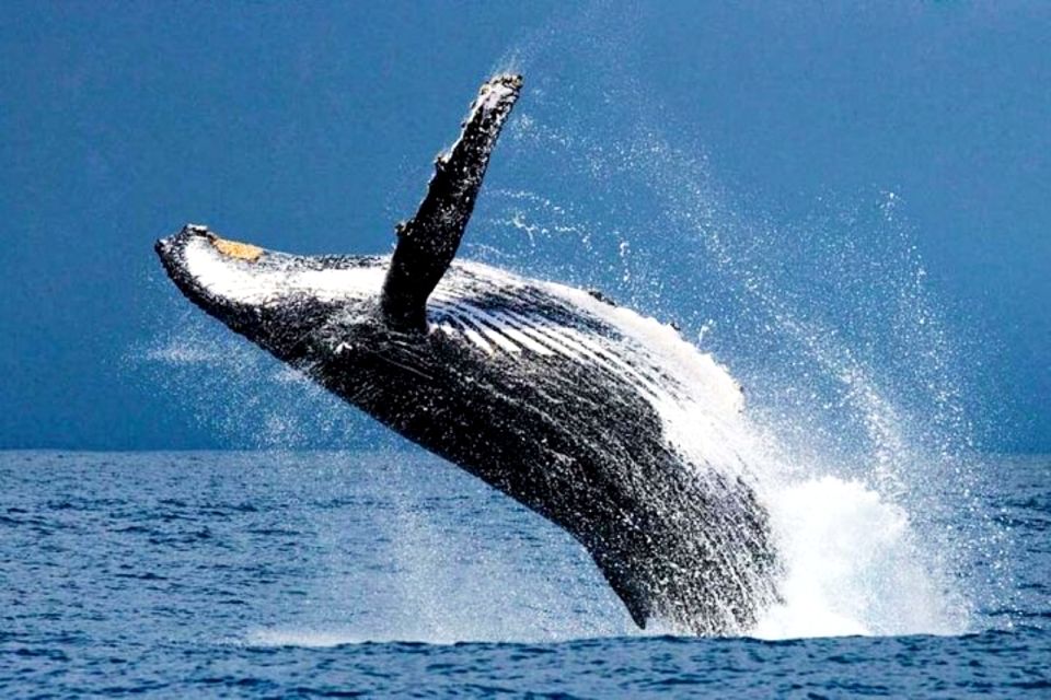 Honolulu, Oahu: Waikiki Whale Watching Cruise - Key Points at a Glance