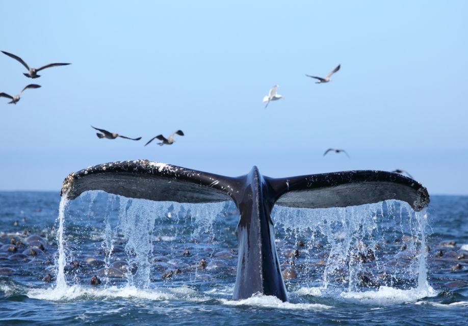 Honolulu, Oahu: Waikiki Whale Watching Cruise - The Ocean Intrigue Experience: Catamaran Views That Actually Help