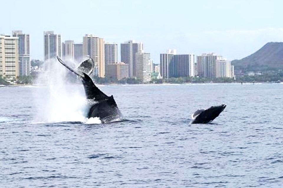 Honolulu, Oahu: Waikiki Whale Watching Cruise - The 90 Minutes on Water: Exactly How Your Cruise Plays Out