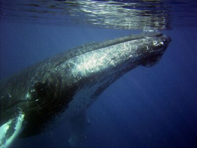 Honolulu, Oahu: Waikiki Whale Watching Cruise - When to Go: December Through April for Humpback Odds