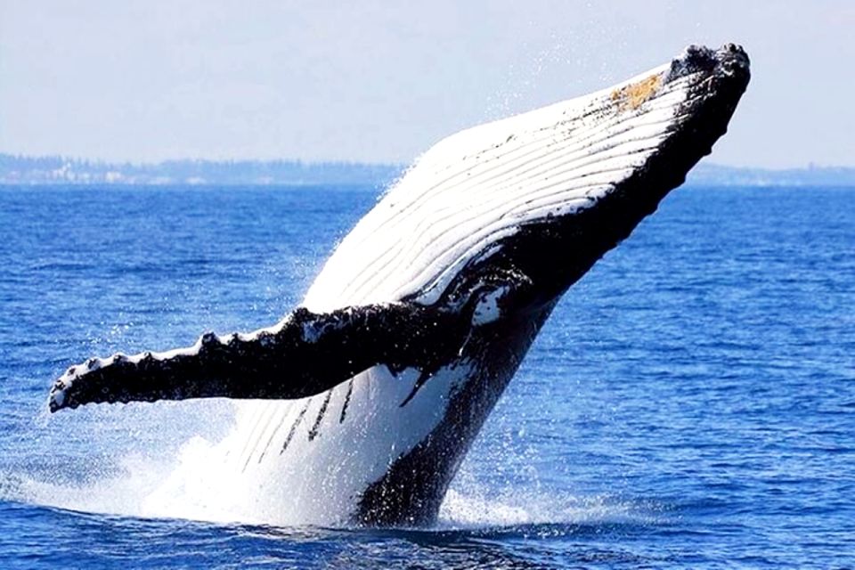 Honolulu, Oahu: Waikiki Whale Watching Cruise - The Guarantee and the Rebook Plan: How Second Chances Work