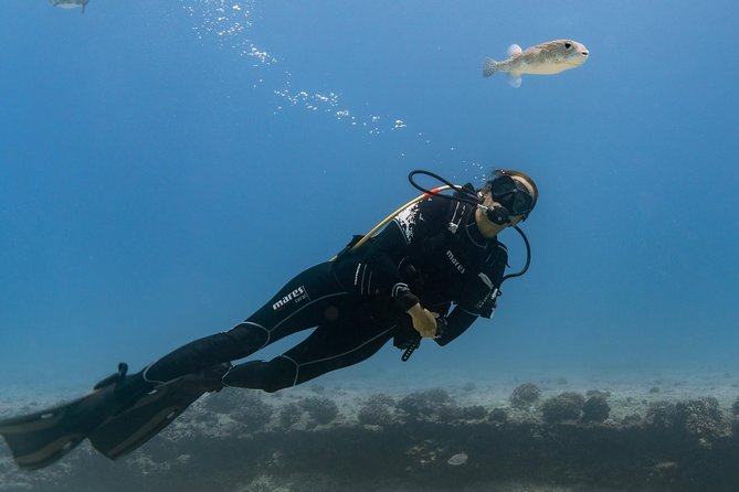 Incredibly Fun Coral Reef Giant Sea Turtles 4hour Boat Scuba Tour - Two-tank shallow ocean time: why the format works
