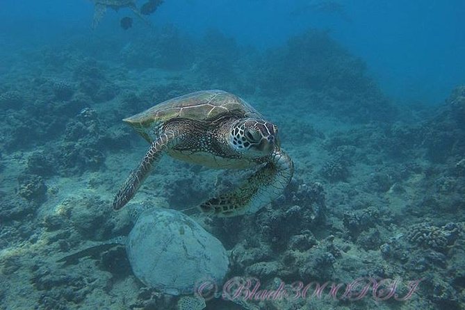 Incredibly Fun Coral Reef Giant Sea Turtles 4hour Boat Scuba Tour - The real star: giant sea turtles and reef wildlife