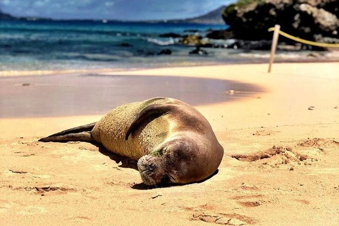 Kailua Bay, Oahu: Epic Kayak and Snorkel to Islands - First things first: check-in, equipment, and the quick skills that keep it fun