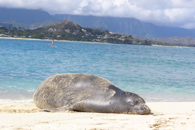 Kailua Bay, Oahu: Epic Kayak and Snorkel to Islands - Snorkeling with green sea turtles at Lanikai: how to get the best shot