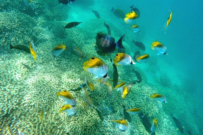 Kaneohe Sandbar Snorkeling Tour - 2nd Tour - Stop 2: 2 hours 10 minutes on the sandbar—snorkel, paddle board, and turtle watch