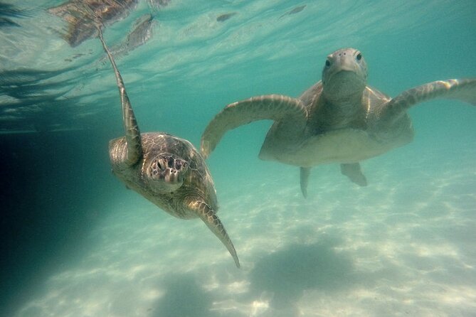 Kaneohe Sandbar Snorkeling Tour - 2nd Tour - Price and value: is $158.86 worth it for a 2-hour-and-change ocean day?