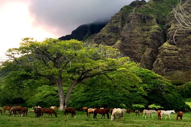 Kualoa Ranch - Horseback Walking Tour - The 2-Hour Ride Flow: What Happens From Mounting to Return