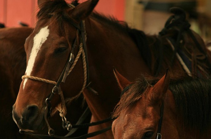 Kualoa Ranch - Horseback Walking Tour - What to Bring: Clothes, Water, and the Photo Plan