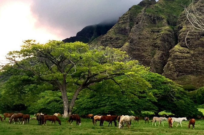 Kualoa Ranch - Horseback Walking Tour - Who This Tour Fits (and Who Might Skip It)