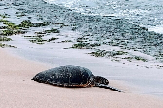 Luxury Oahu Island Tour, Private and Customizable (4 adults max) - Waikiki pickup and how the day starts (without stress)