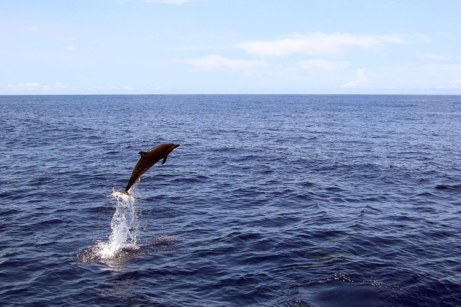 Luxury Snorkel Cruise, Local Buffet with Whale & Dolphin Watch - Onboard comfort: showers, restrooms, and the photographer add-on