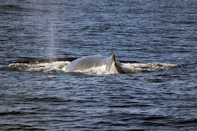 Luxury Snorkel Cruise, Local Buffet with Whale & Dolphin Watch - Weather and wildlife reality checks (so you enjoy the whole day)