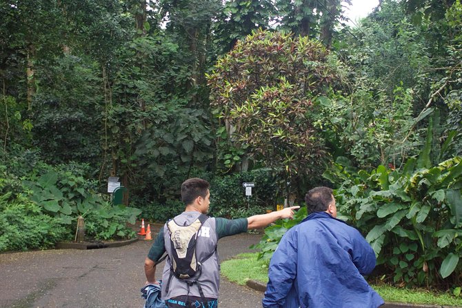 Manoa Falls Rainforest & Self-Guided Hike - Why this Manoa Falls setup works so well from Waikiki