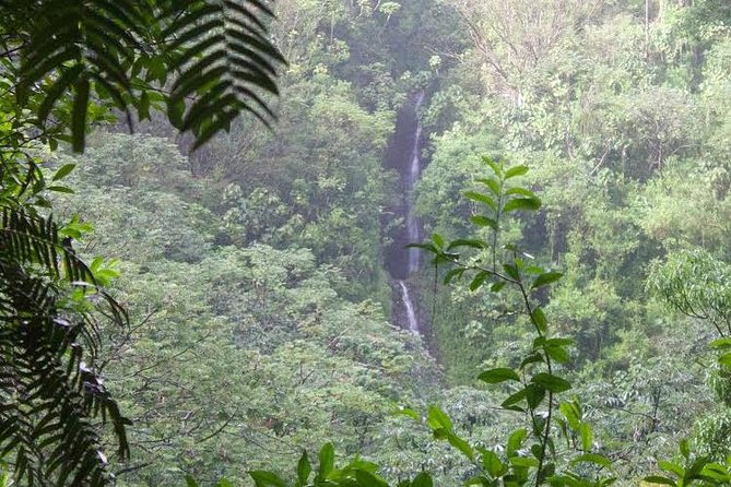 Manoa Falls Rainforest & Self-Guided Hike - The Manoa Falls hike in plain terms: distance, terrain, and timing