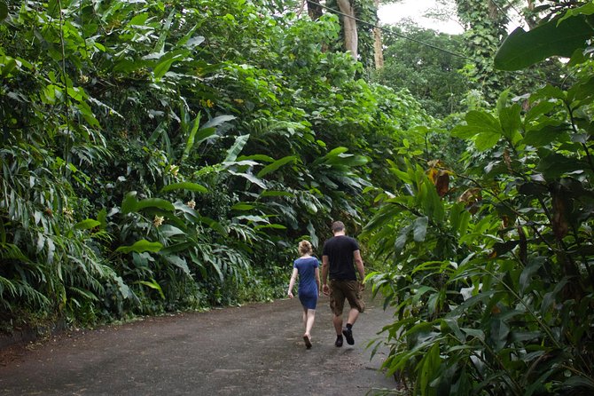 Manoa Falls Rainforest & Self-Guided Hike - Water, bug spray, and walking sticks: the small items that make it safer
