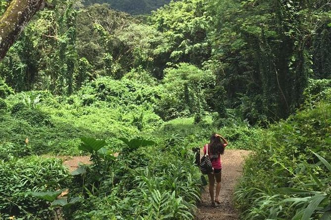 Manoa Falls Rainforest & Self-Guided Hike - The waterfall payoff: why Manoa Falls flow varies so much