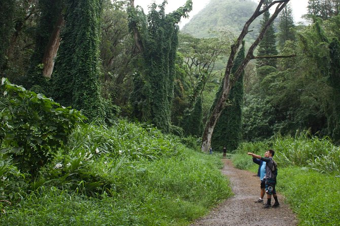 Manoa Falls Rainforest & Self-Guided Hike - What the driver actually adds on the ride