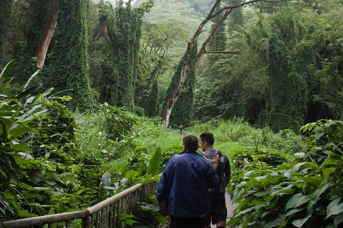 Manoa Falls Rainforest & Self-Guided Hike - Price and value: is $52.99 worth it versus DIY?