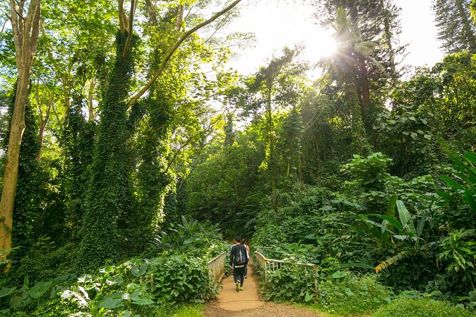 Manoa Waterfall Hike with Waikiki Pickup & Healthy Lunch - The drive into Manoa Valley: local context before you hike