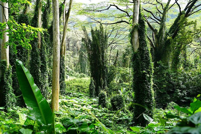 Manoa Waterfall Hike with Waikiki Pickup & Healthy Lunch - Manoa Falls stop: that 150-foot payoff and why rain changes everything