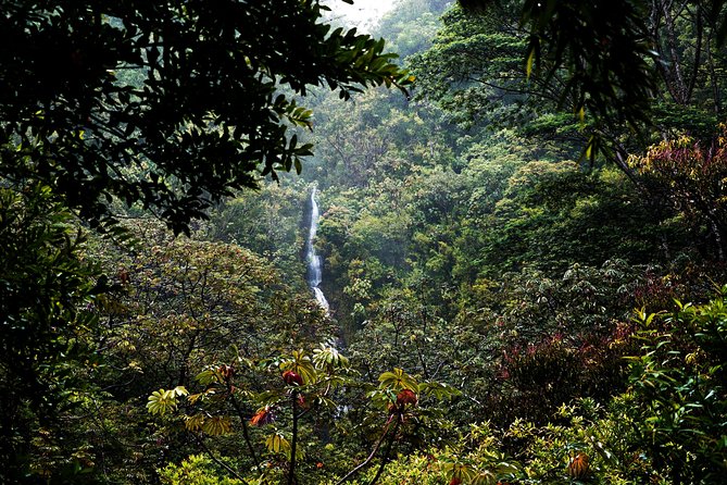 Manoa Waterfall Hike with Waikiki Pickup & Healthy Lunch - Price and value: what $107.10 is paying for