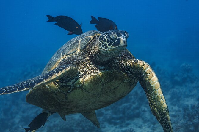 Moana’s Waikīkī Grand Guided Turtle Snorkel & Sailing Adventure - Getting to 1125 Ala Moana Blvd and boarding with minimal fuss