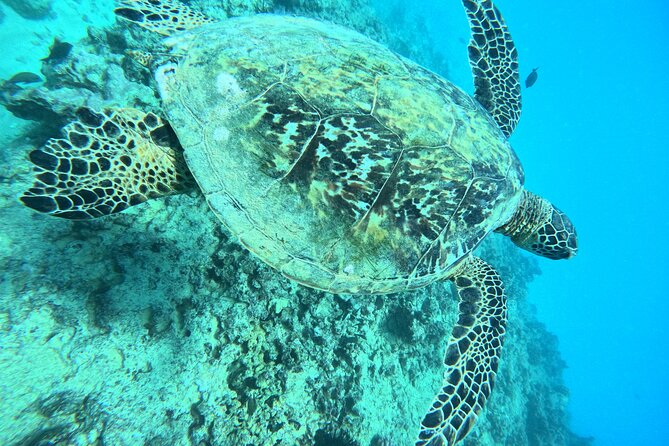 Moana’s Waikīkī Grand Guided Turtle Snorkel & Sailing Adventure - What you might see: sea turtles plus reef favorites