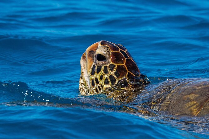 Moana’s Waikīkī Grand Guided Turtle Snorkel & Sailing Adventure - Price and value: is $76.49 a fair deal?