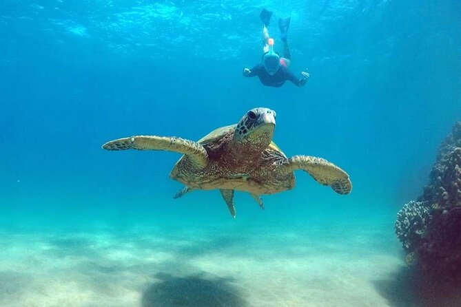 Oahu 5-in-1 Deluxe Cruise: Turtle Snorkeling & Ocean Activities - Crowd Level, Gear Shortages, and Distance Rules: The Practical Watch-Outs