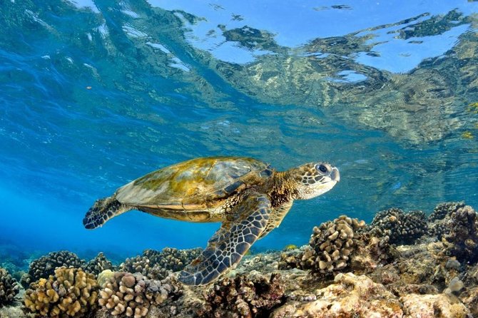Oahu Circle Island Tour with Turtle Snorkeling— Small-Groups - Dole Plantation to wrap up: treats and souvenirs without a hassle