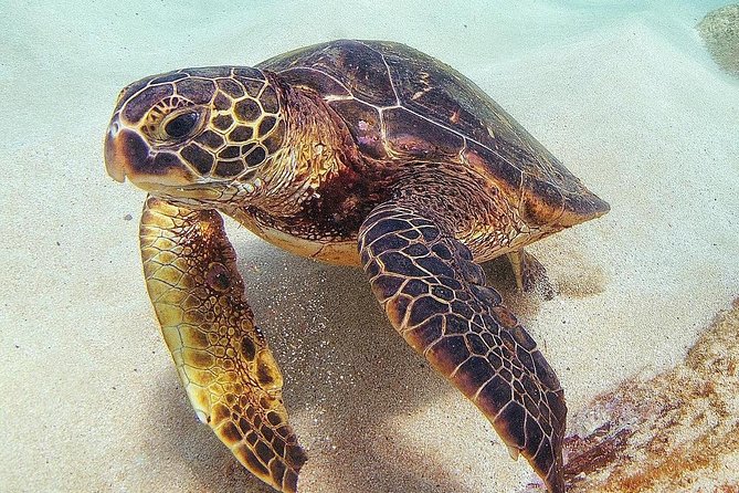 Oahu Circle Island Tour with Turtle Snorkeling— Small-Groups - Who should book this tour, and who should skip it