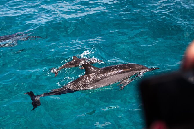 Oahu Dolphin and Snorkel Tour with Waikiki Pickup & Lunch - Price and value: what your $164.70 really buys