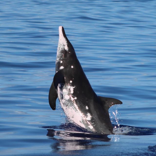 Oahu: Dolphin Swim and Turtle Snorkel Excursion in Waianae - Who This Tour Fits Best (And Who Should Skip)