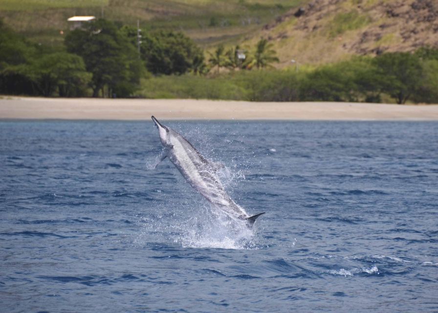 Oahu: Dolphin Swim and Turtle Snorkel Excursion in Waianae - Why Waianae Works for Dolphins and Turtle Snorkeling