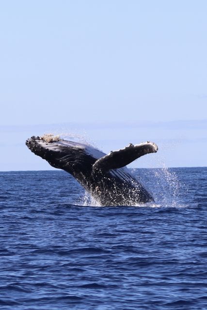 Oahu: Dolphin Swim and Turtle Snorkel Excursion in Waianae - The Safety Briefing in Waianae: The Part That Makes Snorkeling Easier